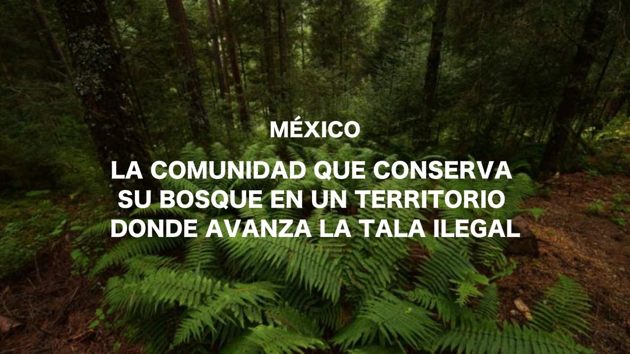 México: el bosque que sostiene la economía de una comunidad en la Sierra  Sur de Oaxaca
