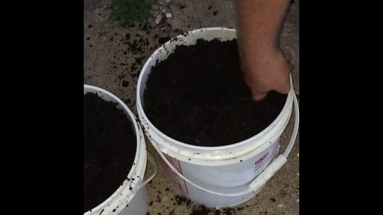 Planting Okra In Containers