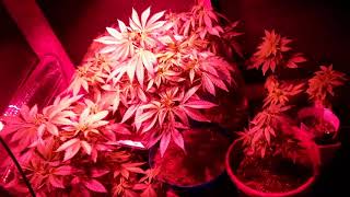 Weed grow led cob upgrade