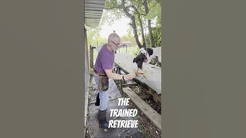 The Trained Retrieve (ex. Force Fetch) is quickly demonstrated  #shorts #birddog #gundogtraining