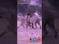 الاسد مو اكتشف خيانه اللبؤه وقرر معاقبتها تحالف برمنجهام بويز الاسد مو اكتشف خيانه اللبؤه وقرر معاقبتها تحالف برمنجهام بويز