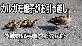 茨城県取手市　カルガモ親子がお引越し