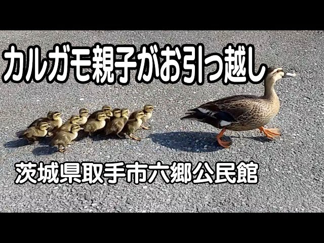 カルガモの親子専用ページ カルガモ親子まとめA組⑦25~32日目【餌付けで迷子の子ガモ 母が
