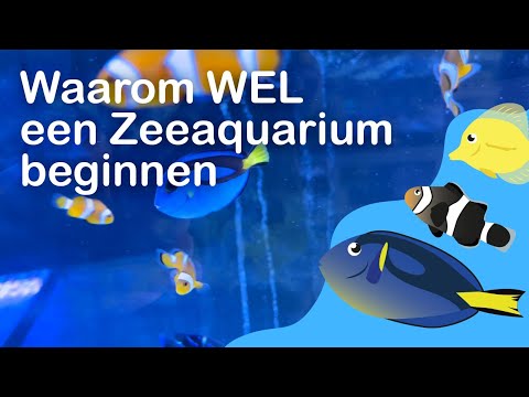 Video: Zoetwater Versus Zoutwateraquaria: Wat U Moet Weten