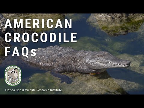 American Crocodile FAQs