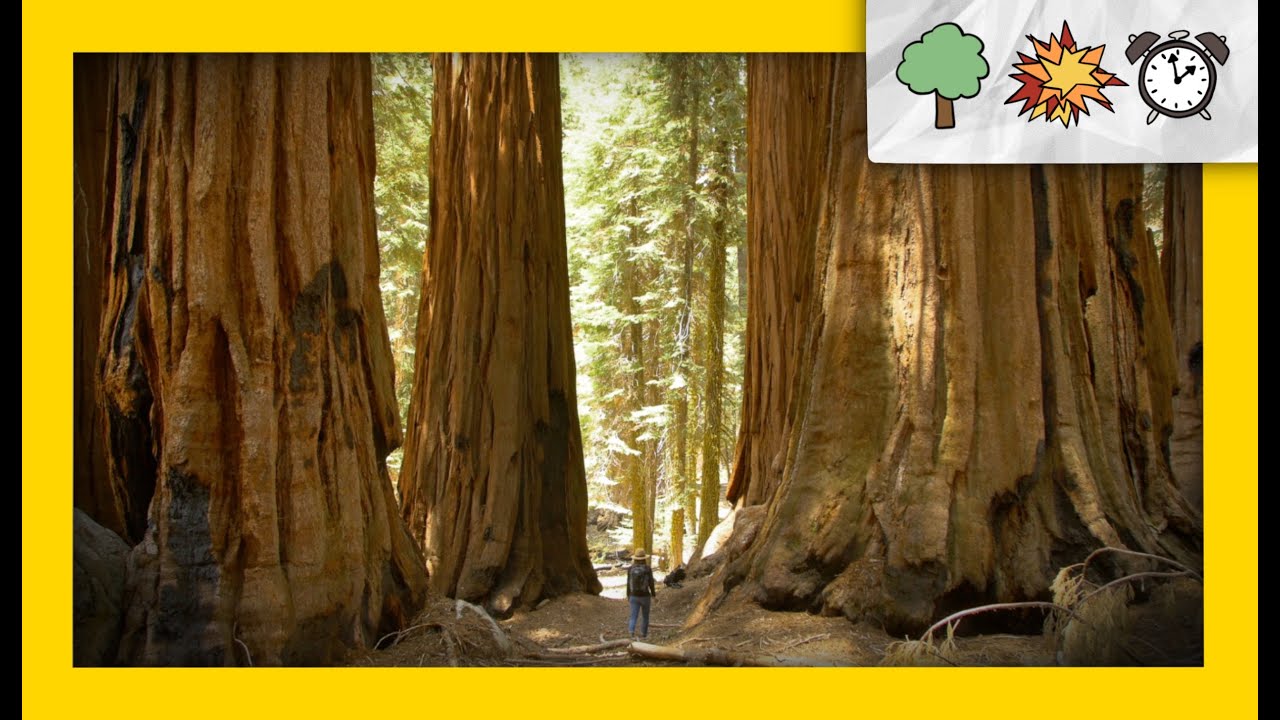 Does Muir Woods Have Giant Sequoias?