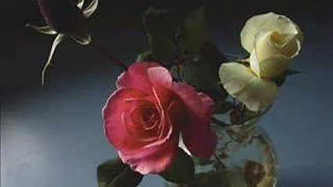 Enya - China Roses - DayDayNews