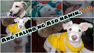 #dog #doglover #sky |Nakipag laro ako sa aso namin (MAGALING NA SIYA!)