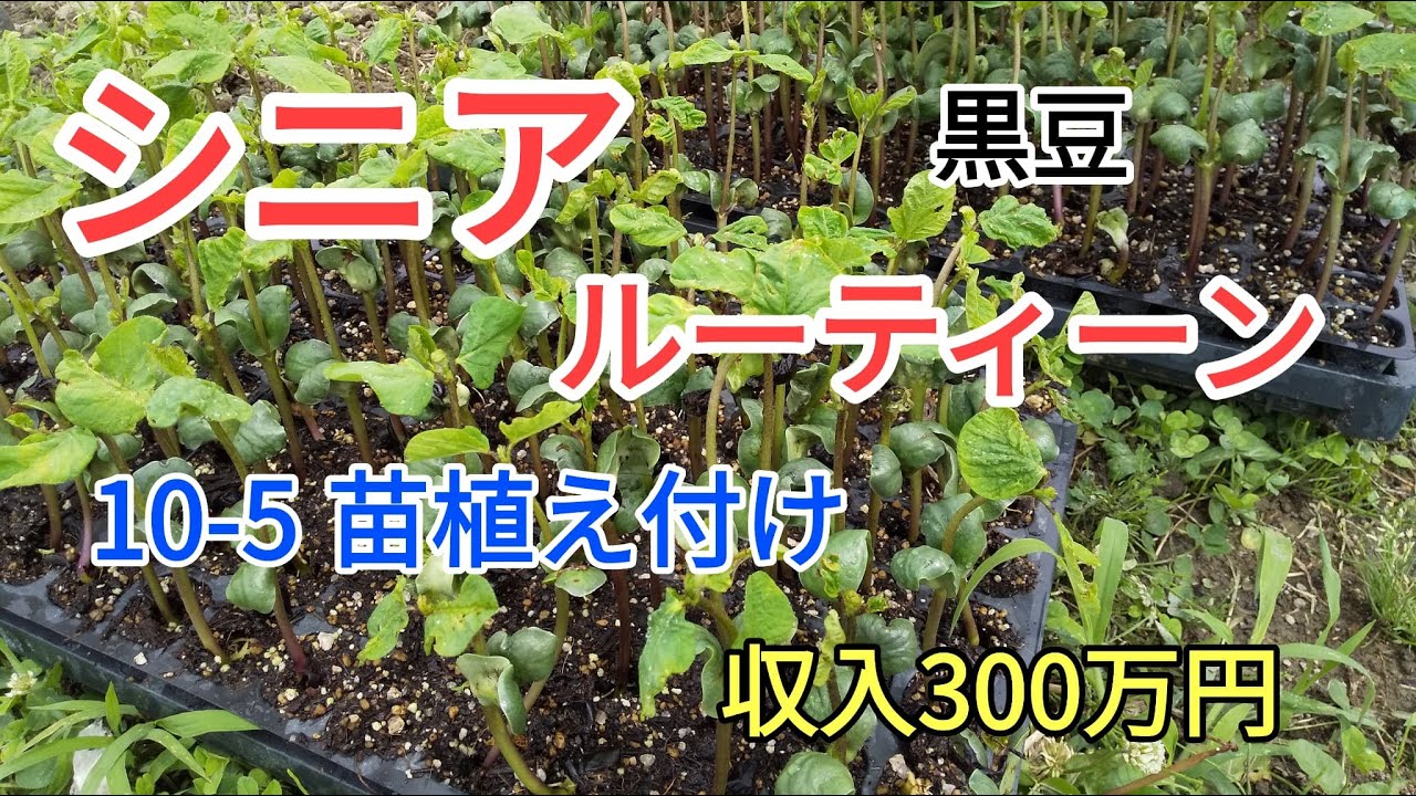シニアルーティーン 黒豆の苗植え付け 10 5 農業で収入３００万円 Youtube