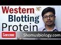 Western blotting technique | principle and step by step procedure