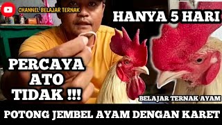 CARA MEMOTONG JEMBEL AYAM DENGAN KARET GELANG