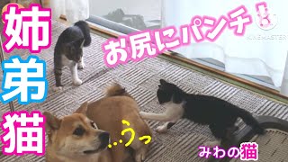 お尻にパンチ保護猫匹と柴犬との日常が楽しい雑種の猫は本当に人懐っこいペットとの生活で困ったことも。ぜひ見てくださいね。ペットライフを共有します。みわの猫