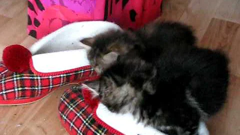 Video 1306681: bobtail kittens playing, litter