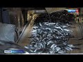 Когда в Севастополе увеличат объёмы добычи рыбы и морепродуктов