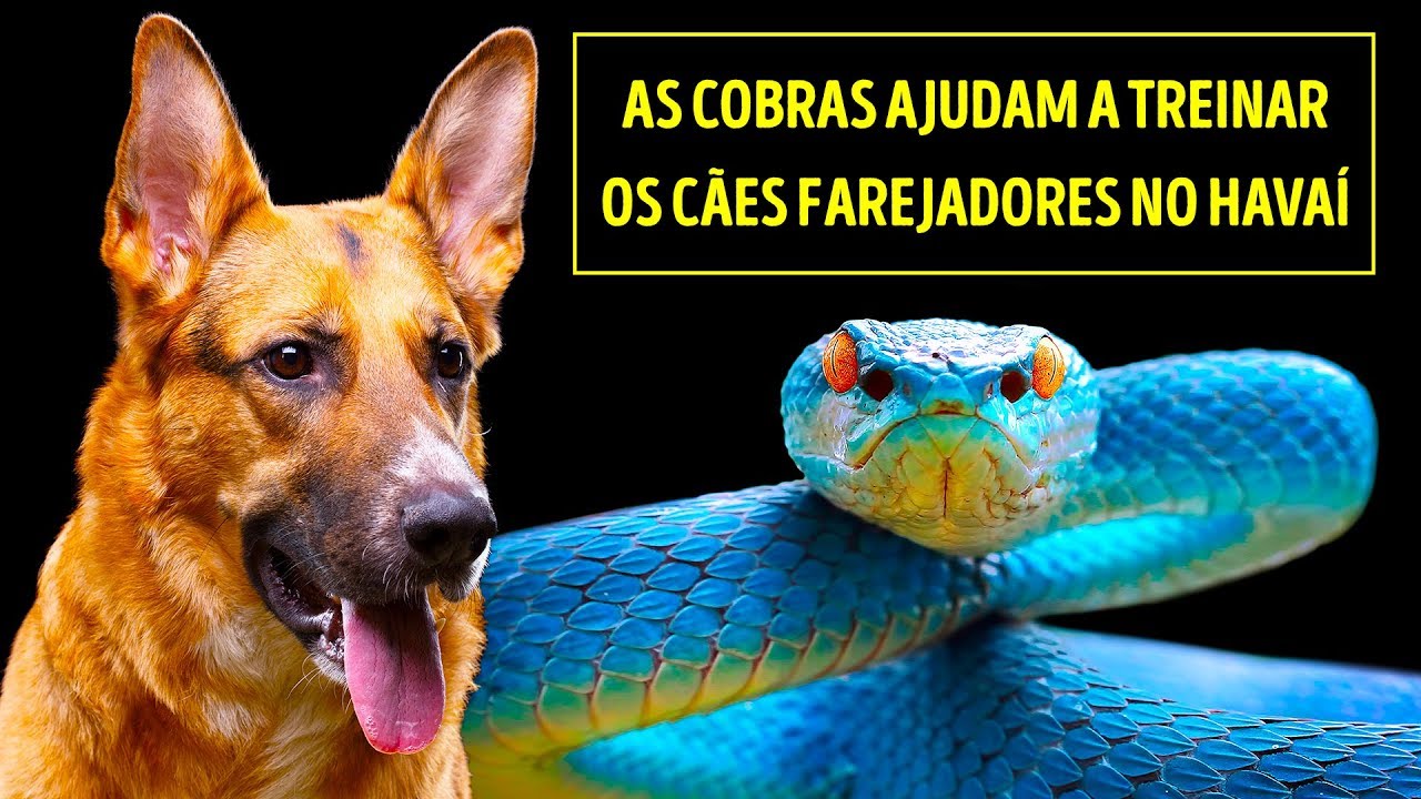 Por Que Não Existem Cobras No Havaí?