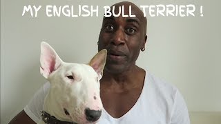 MY ENGLISH BULL TERRIER !