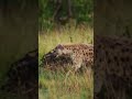 Predator vs Prey — Intense Scene #viralshort #shortvideo #hyena #monkey