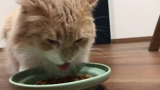 もぐもぐご飯を食べる猫【ノルウェージャンフォレストキャット】Cat eating a lot of food [Norwegian Forest Cat]