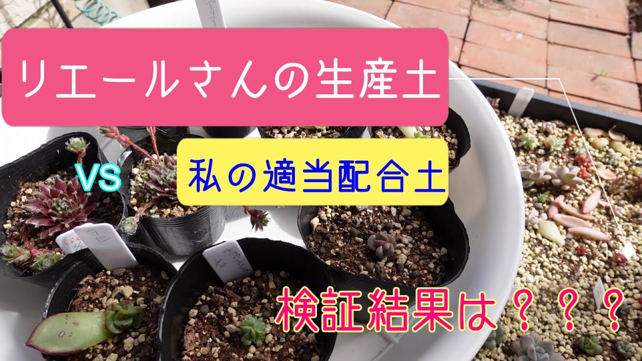 多肉植物 リエールさんの生産土vs私の適当配合土の1か月後検証結果は Youtube