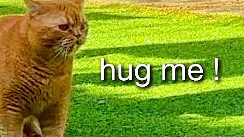 Video 8490561: british shorthair cute cat, british shorthair sound, talking