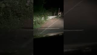 snake on the road #shortsfeed #funny #funnyvideo #memes #discordmemes #shortsmemes #lol #trending