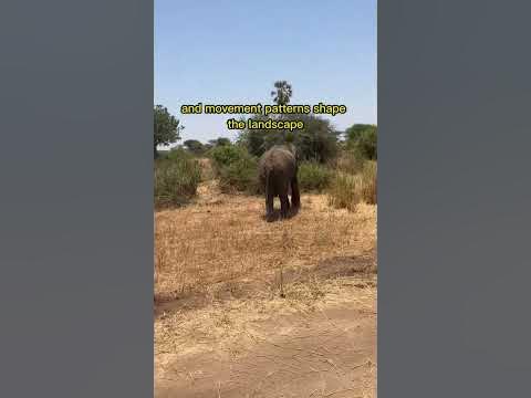 African elephant role in ecosystem - YouTube