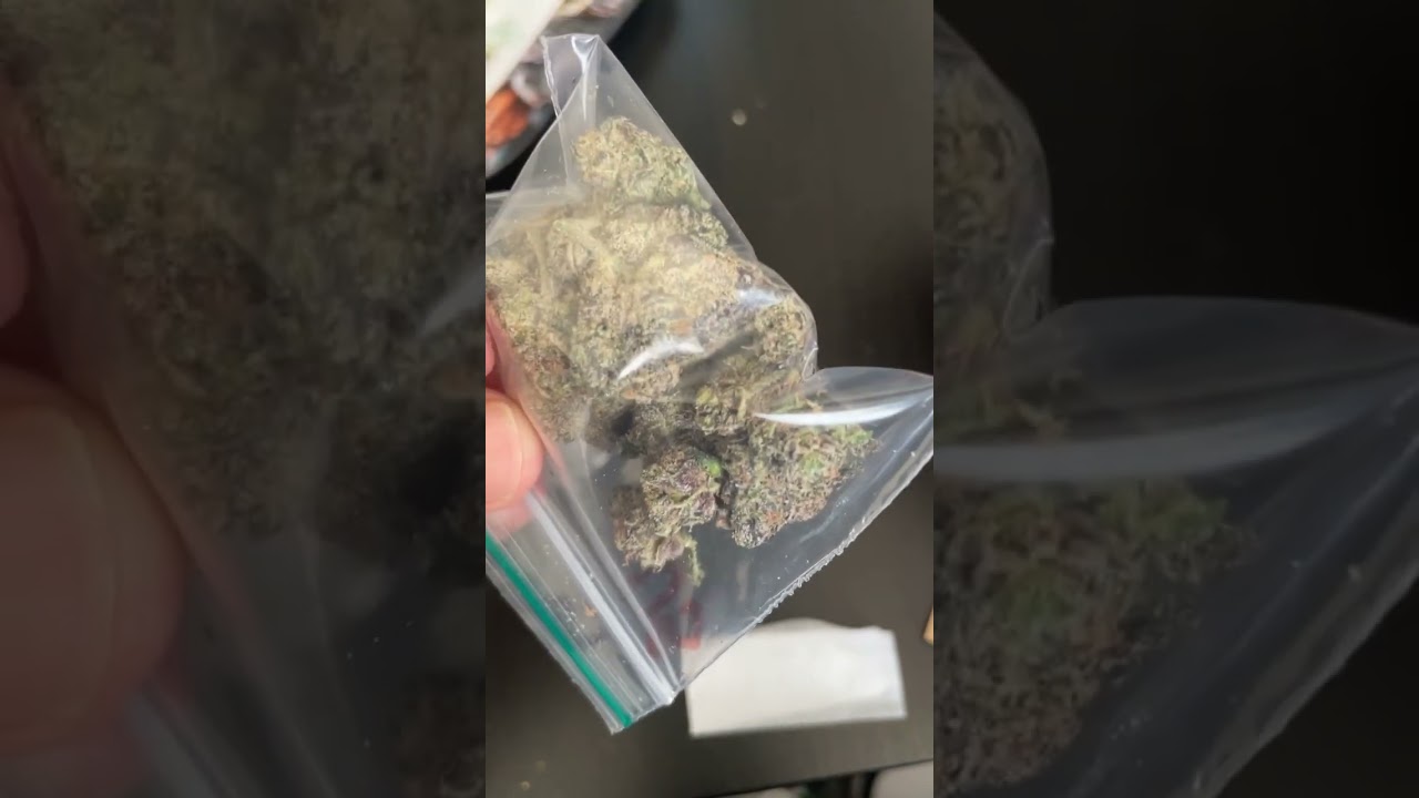 Greenhouse coffee shop tenerife. White gelato gushers. uncle snoop top shelf AAA+ cali