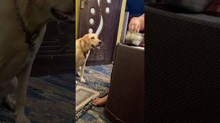 🤡Trust pannina… test pannitaanga 🤡#labrador #funnydog #petshub #dogsworld #dogshorts
