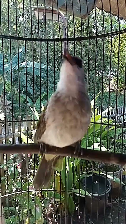 GACORRRRRRRRR SUARA BURUNG TRUCUKAN ❗❗❗