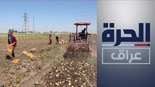 زراعة البطاطا مصدر رزق لكثير من النازحين الأيزيديين