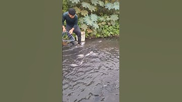 Many fish in the Shallow water Easy catch by scoop #fishingmethods #just4u