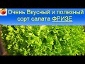 Салат Фризе Очень вкусный и полезный сорт ,  выращивание и польза салата Эндивий