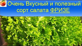 Салат Фризе Очень вкусный и полезный сорт ,  выращивание и польза салата Эндивий