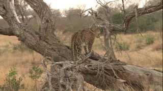 Tracking Leopards At Londolozi.mov