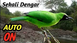 Cucak Ijo Relaxing Therapy Flowing River Sound, Jungle Birds &amp; Nature Ambience | Masteran I