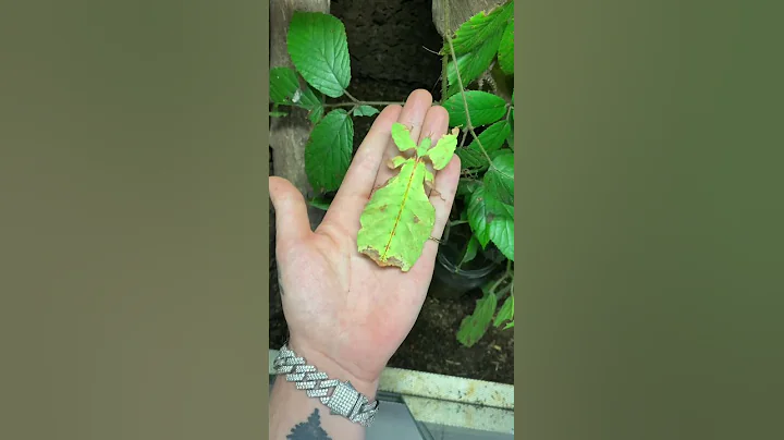 Egg to Adult Phasmid - DayDayNews