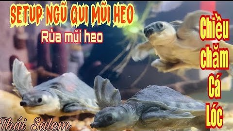 Đón Ngũ Qui Rùa mũi heo online về setup - Thái salem cho Lóc cảnh ăn chiều