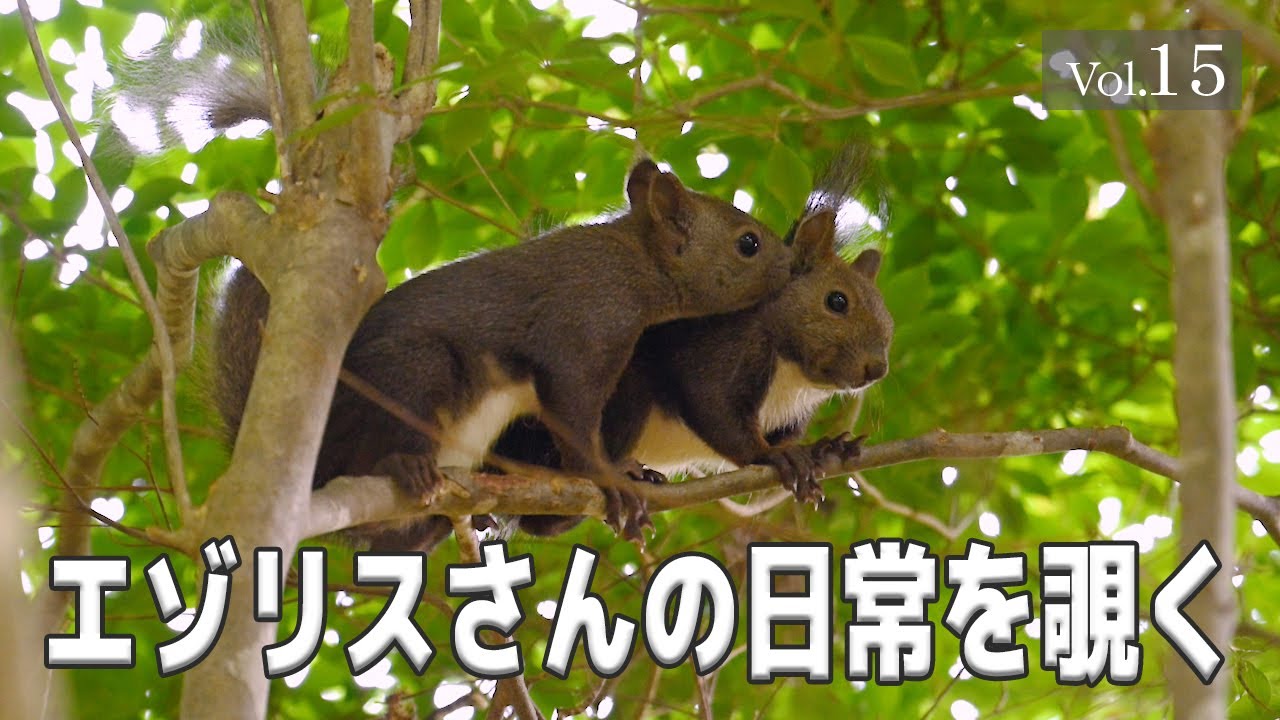 【エゾリスさんの日常を覗く】 Vol.15　#エゾリス #北海道 #野生動物 #癒し