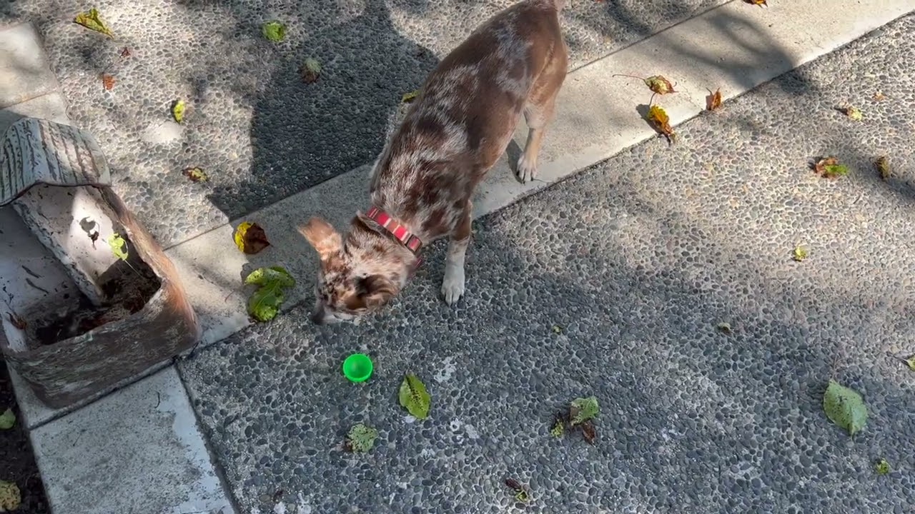 Penny's Easter Egg Hunt 2023 HD   HD 1080p