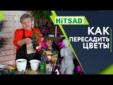 Пересадка комнатных растений - полезные советы  ХИТСАД ТВ