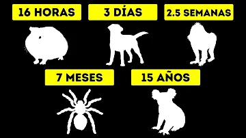 ¿Qué animal sobrevive 10 días sin agua?