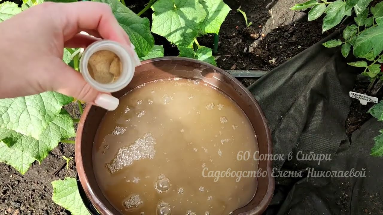 1 литр и ОГУРЦОВ, ТОМАТОВ, ПЕРЦЕВ нарастает тонна, даже слабые вмиг ...