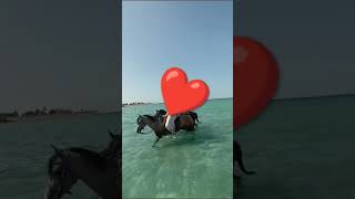 الغردقه ركوب_الخيل حجز رحلات خيل بحر سفارى 01095001386