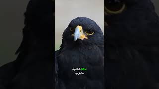 هل النانوبلاستيك يسبب انقراض الطيور؟ اكتشف الحقائق الصادمة! 🐦💔