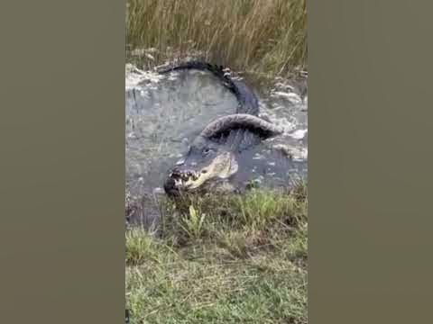 EPIC ALLIGATOR VS PYTHON FIGHT #shorts #alligator #python - YouTube