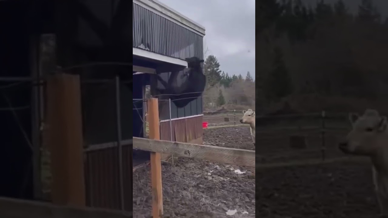 COW FALLS OFF ROOF 😬🤣 