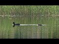 Лысуха на озере Беларусь