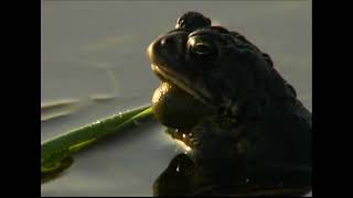 American Toad by Ravenswood Media 596 views 3 years ago 1 minute, 7 seconds