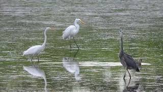 Great Egrets and Great Blue Herons
