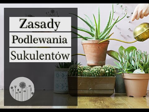 Wideo: Jak Podlewać Sukulenty? Kiedy Można Je Podlewać Po Przesadzeniu I Jak Często Należy Je Podlewać? Ile Razy W Tygodniu Należy Podlewać Sukulenty Zimą?